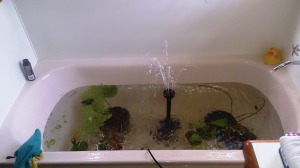 the fishies that lived in the bath